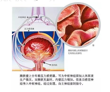 為什么有的人會(huì)尿床