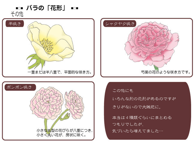 各種花的簡單畫法，一步一步教你畫鮮花