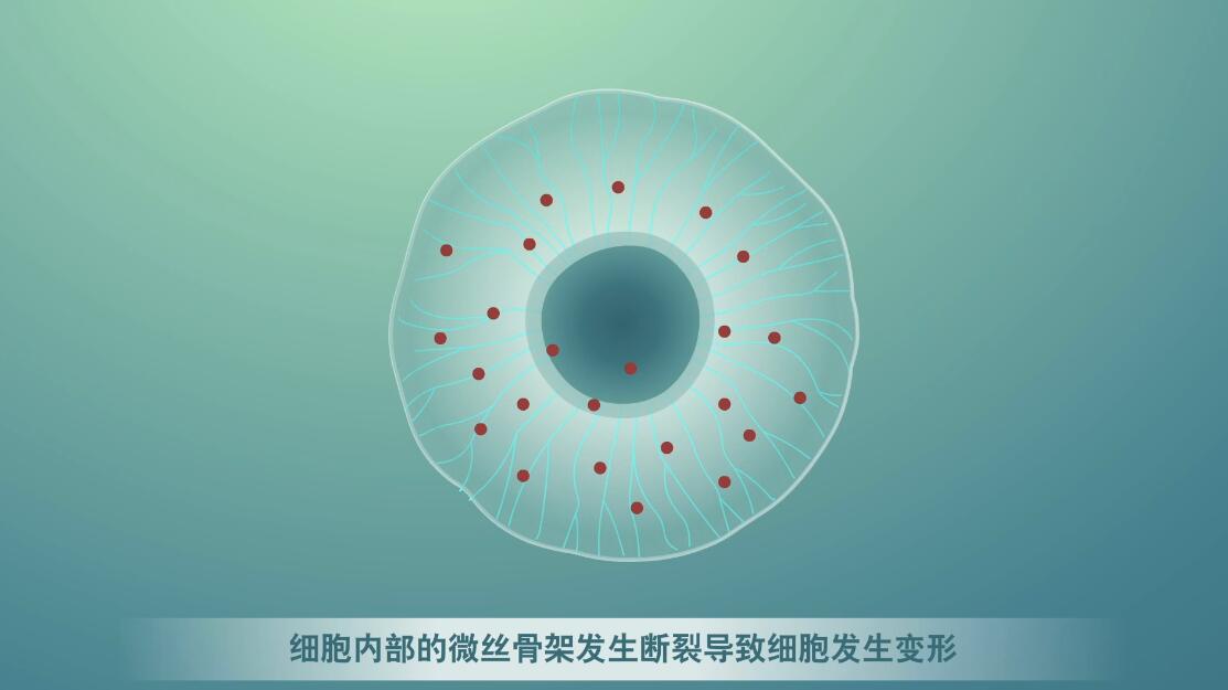 Flash動畫制作《細胞囊泡生物治療》醫(yī)學動漫宣傳片囊細胞.jpg