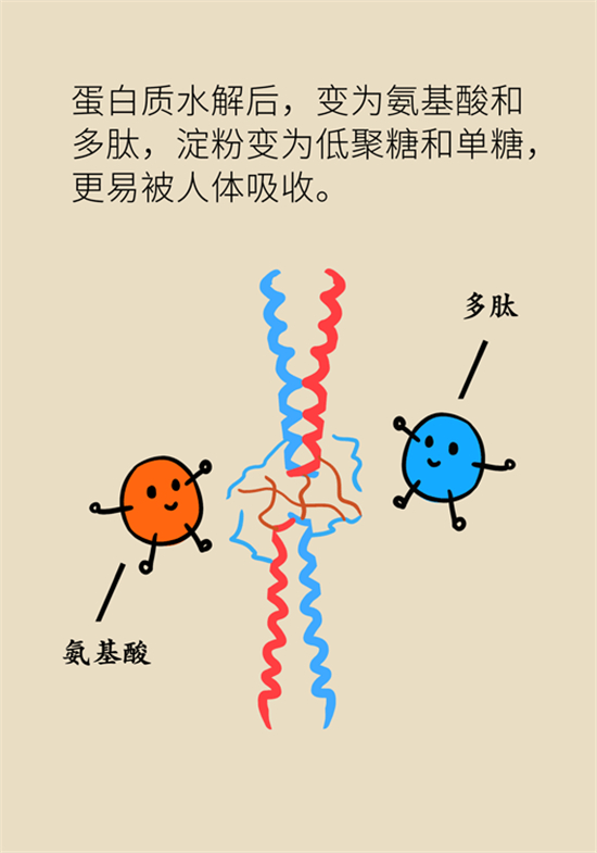 豆芽抗癌又防衰老科普動漫制作