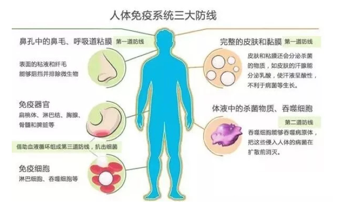 吃什么可以提高免疫力？