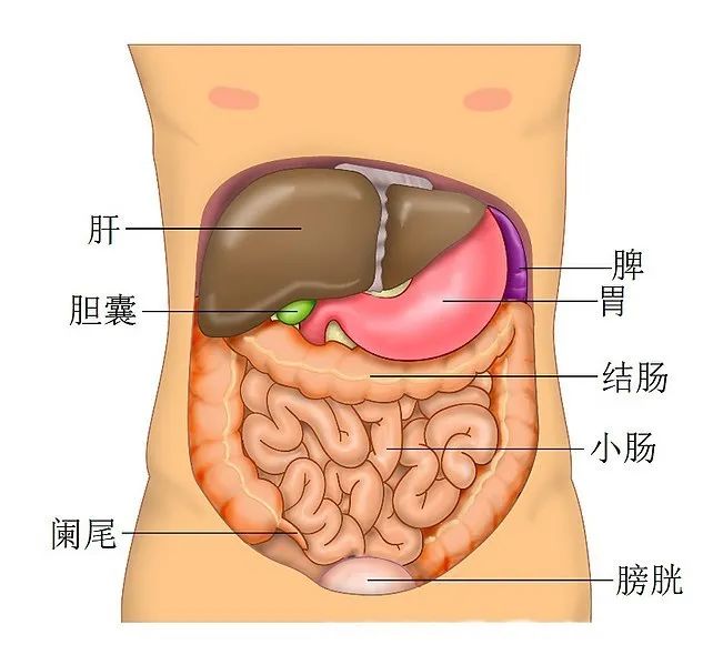 新冠病毒疫情中的救命神器“人工肝”，是怎樣煉成的？