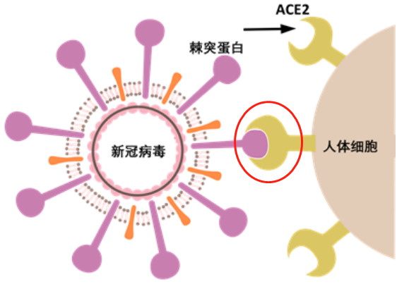 新冠病毒導(dǎo)致男性不育，有科學(xué)根據(jù)嗎？