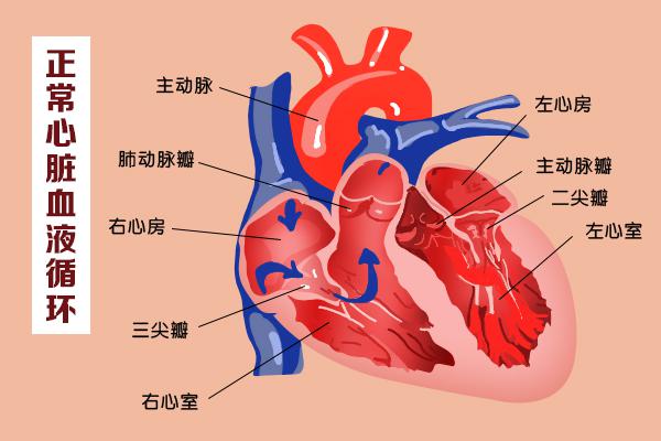 這幾扇“門”，決定了血液的流向