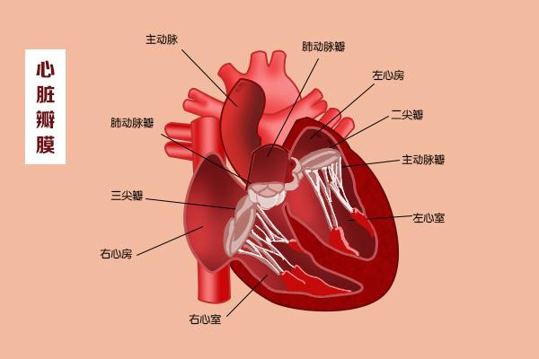 這幾扇“門”，決定了血液的流向