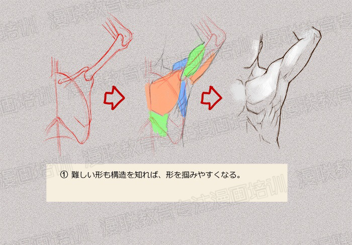 零基礎(chǔ)學(xué)繪畫教程！如何正確掌握繪畫人體結(jié)構(gòu)？