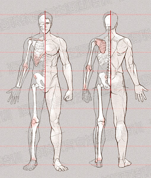 零基礎(chǔ)學(xué)繪畫教程！如何正確掌握繪畫人體結(jié)構(gòu)？