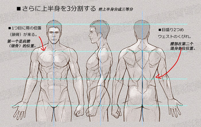 零基礎(chǔ)學(xué)繪畫教程！如何正確掌握繪畫人體結(jié)構(gòu)？