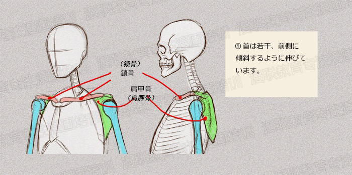 零基礎(chǔ)學(xué)繪畫教程！如何正確掌握繪畫人體結(jié)構(gòu)？