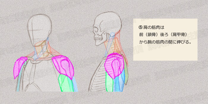 零基礎(chǔ)學(xué)繪畫教程！如何正確掌握繪畫人體結(jié)構(gòu)？