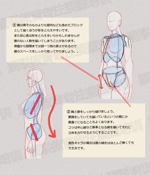 零基礎(chǔ)學(xué)繪畫教程！如何正確掌握繪畫人體結(jié)構(gòu)？