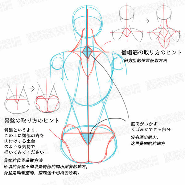 「教程」如何正確掌握人體結(jié)構(gòu) part 01 男女背部的區(qū)別畫法