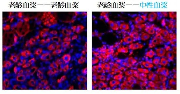 重返年輕不用大換血，只要給血液“兌點(diǎn)水”？