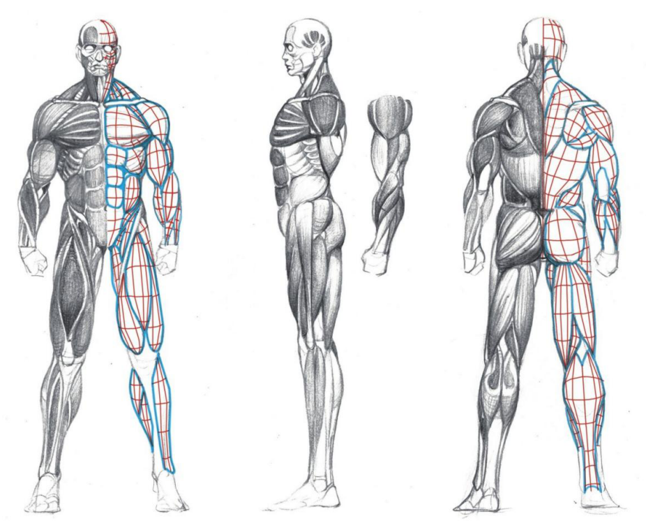 「動(dòng)漫設(shè)計(jì)」人體繪畫(huà)基礎(chǔ) part 02 認(rèn)識(shí)肌肉（1）