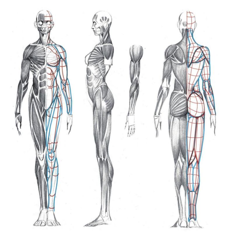 「動(dòng)漫設(shè)計(jì)」人體繪畫(huà)基礎(chǔ) part 02 認(rèn)識(shí)肌肉（1）