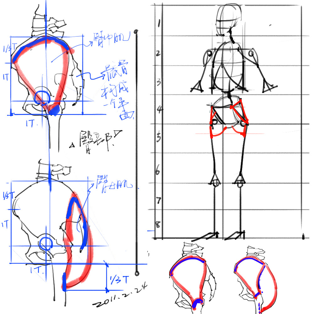 「動漫設(shè)計」分享一波繪畫專用人體解剖素材 part 02