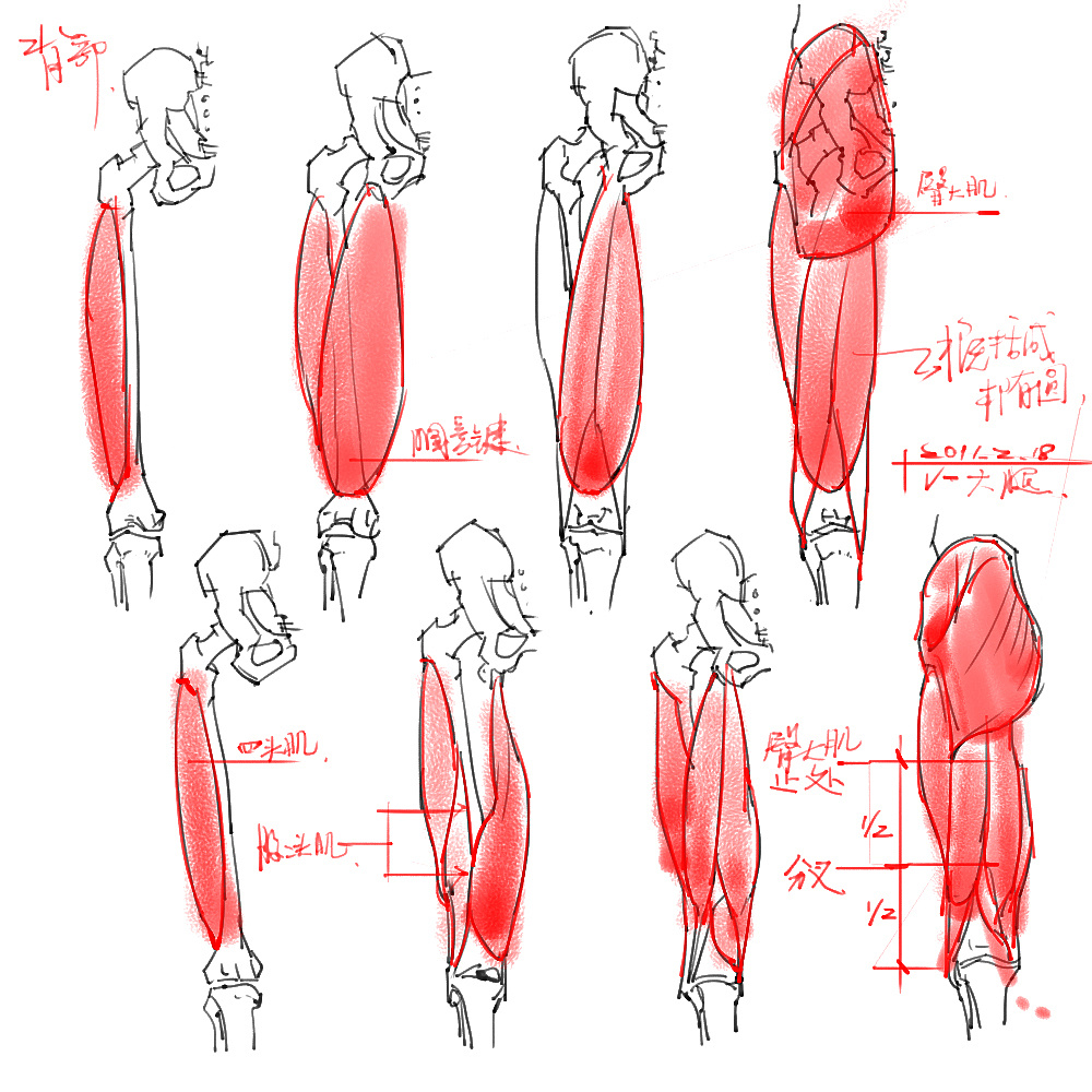 「動漫設計」分享一波繪畫專用人體解剖素材 part 04