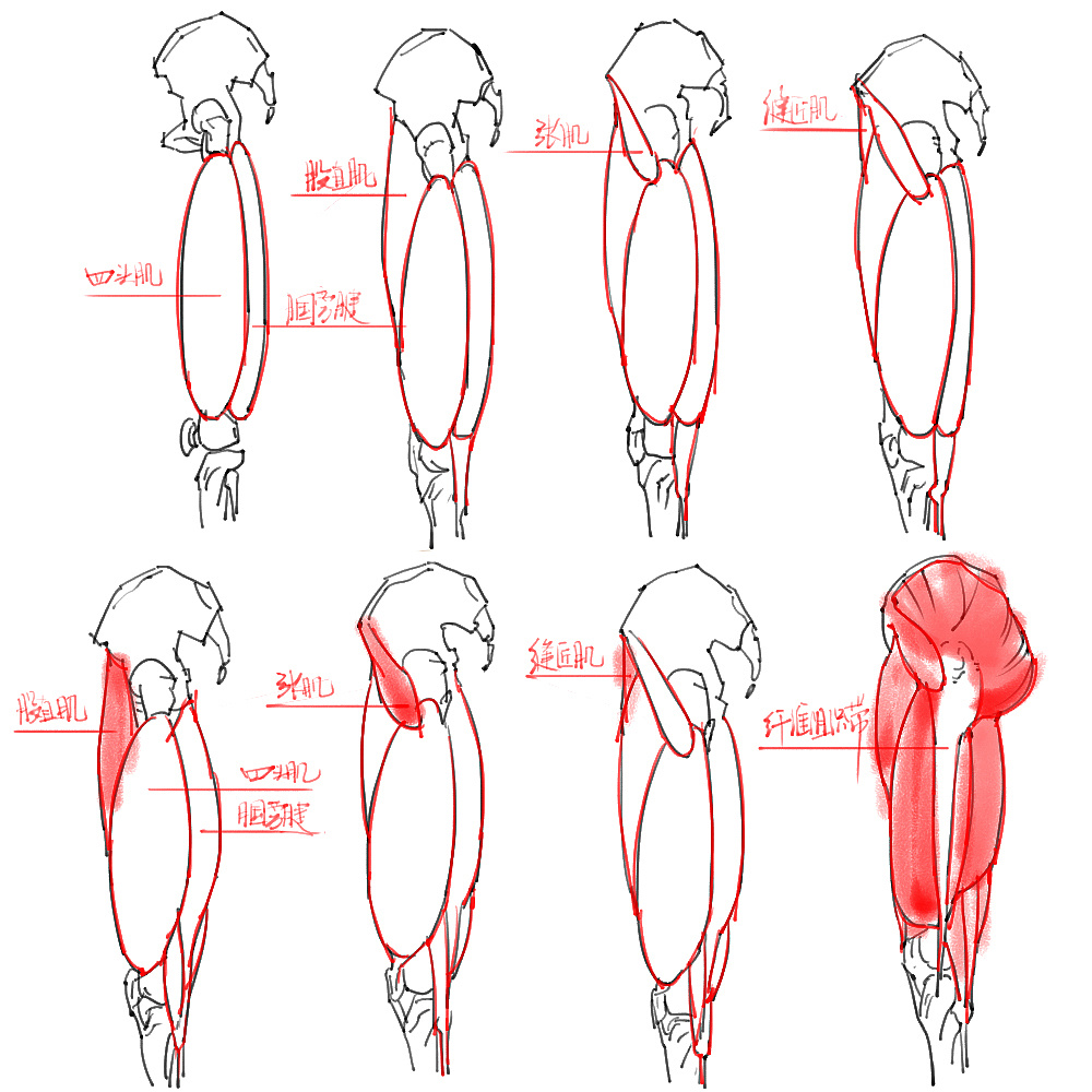 「動漫設計」分享一波繪畫專用人體解剖素材 part 04