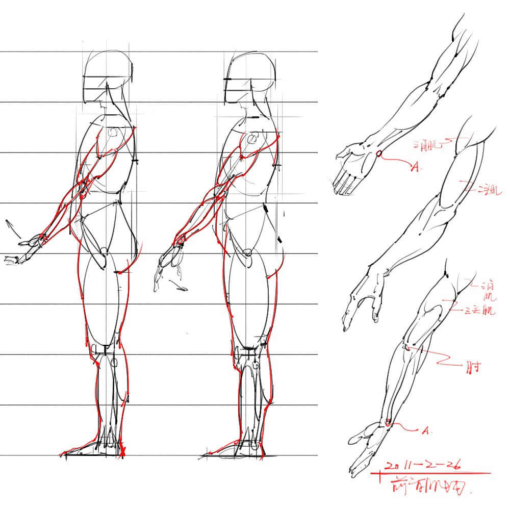「動(dòng)漫設(shè)計(jì)」分享一波繪畫專用人體解剖素材 part 06