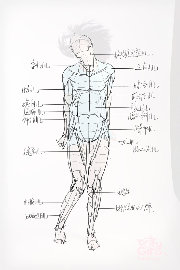 「動漫設計素材」分享一波繪畫專用人體解剖素材 part 09