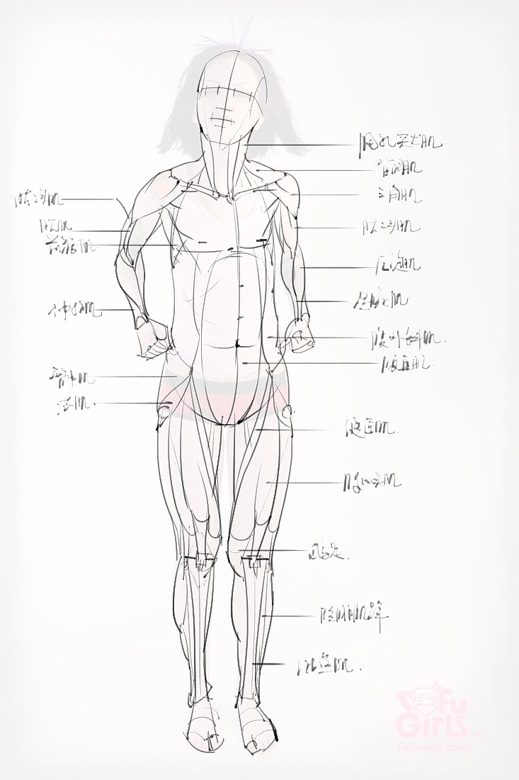 「動漫設計素材」分享一波繪畫專用人體解剖素材 part 09