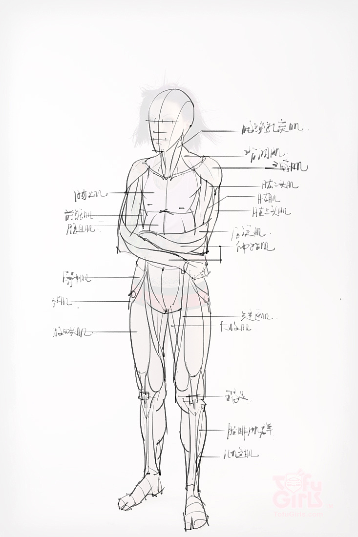 「動漫設計素材」分享一波繪畫專用人體解剖素材 part 09