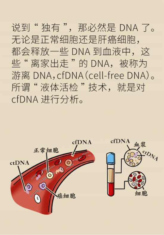 論發(fā)現(xiàn)早期肝癌的本事，cfDNA比AFP更精準(zhǔn)，比影像學(xué)更早一步