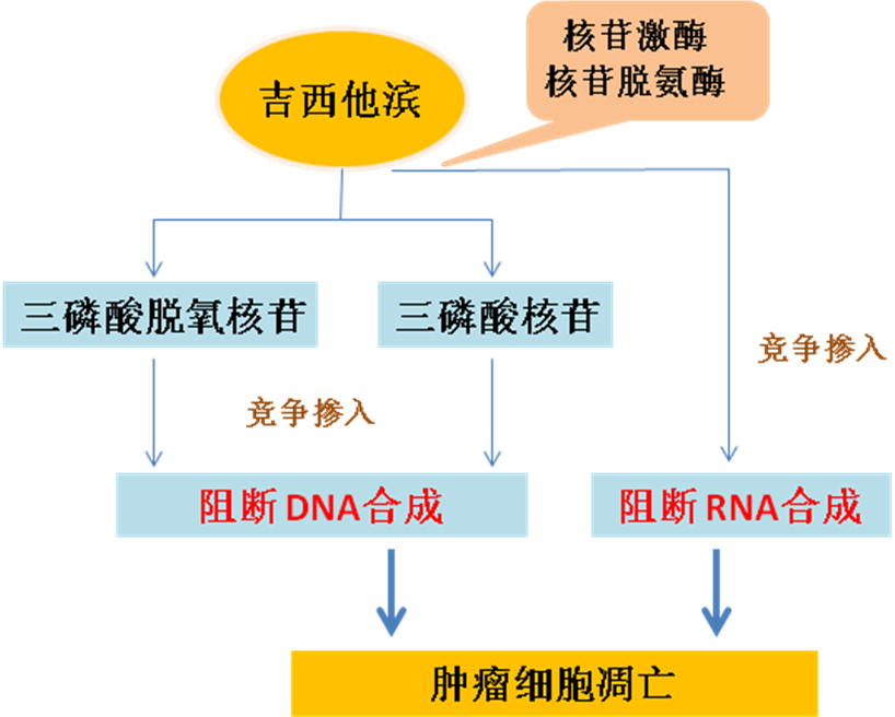 同樣的藥，為什么對他有效卻對你沒效果，可能得問腸道菌群