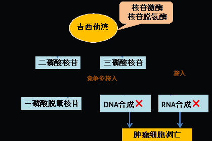 同樣的藥，為什么對他有效卻對你沒效果，可能得問腸道菌群