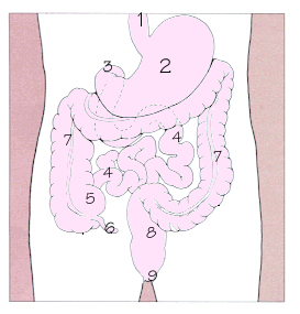 消化道示意圖，1.食道 2.胃 3.十二指腸 4.小腸 5.盲腸 6.闌尾 7.大腸 8.直腸 9.肛門(mén)