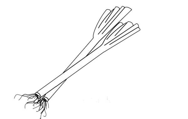 大蔥怎么畫簡單又漂亮 大蔥簡筆畫步驟教程