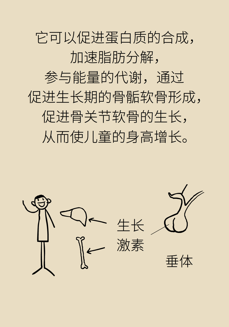 身高醫(yī)學(xué)知識(shí)科普動(dòng)畫(huà)制作